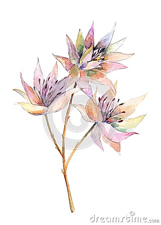 White protea. Blushing bride protea. Handdrawn watercolor illustration of flower. Object isolated. Element for design. Cartoon Illustration