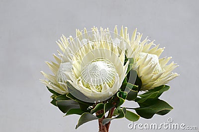 White protea plant on white background Stock Photo