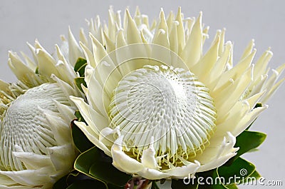White protea plant on white background Stock Photo