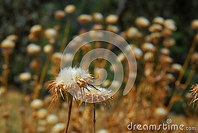 A field of puffy cotton like weeds with a couple in the foreground. Stock Photo