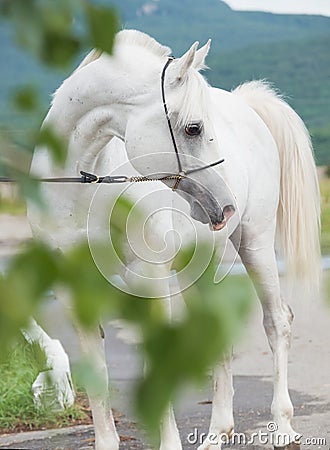 White purebred arabian stallion Stock Photo