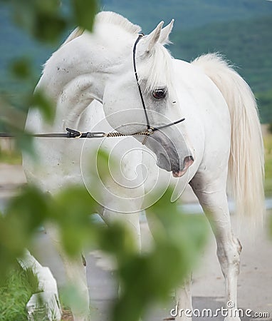 White purebred arabian stallion Stock Photo