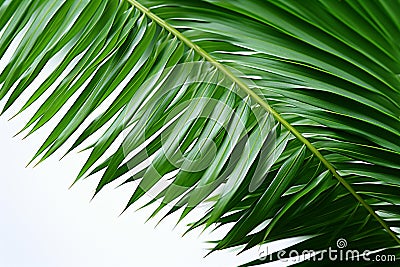 White purity meets vibrant green Palm tree leaves in isolation Stock Photo