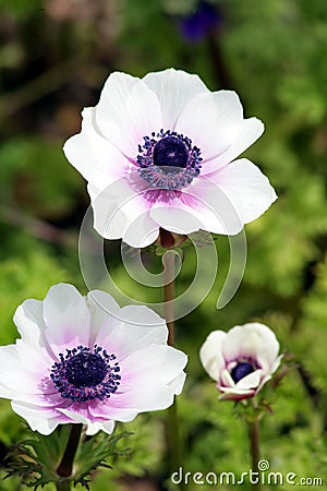 White and purple anemones Stock Photo