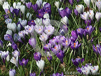 White and purple croci in bloom in grass Stock Photo
