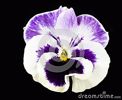White and purple flower On Black Backgroundtulip Stock Photo