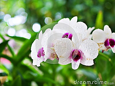 White-purple flower orchids cooktown ,Dendrobium bigibbum mauve butterfly orchid ,Callista bigibba ,Callista sumneri blooming Stock Photo