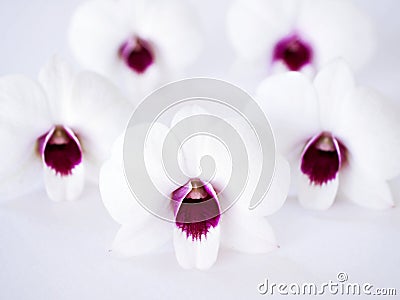 white-purple flower orchids isolated on white background cooktown ,Dendrobium bigibbum mauve butterfly orchid Stock Photo