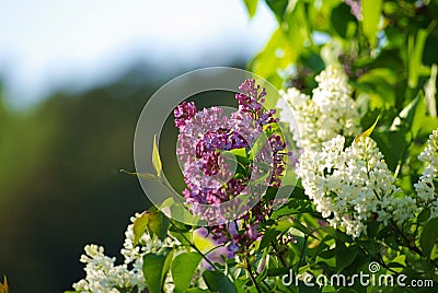 White and purple Lilacs Stock Photo