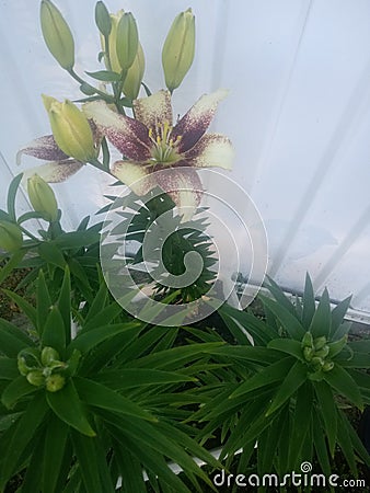 White and purple lilly star flower Stock Photo