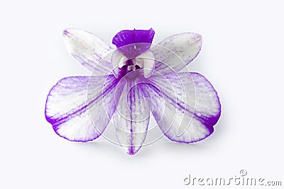 White purple orchid Stock Photo