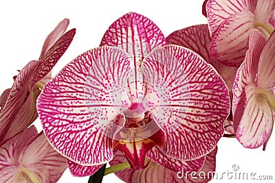 White with purple Orchid Phalaenopsis on white background Stock Photo