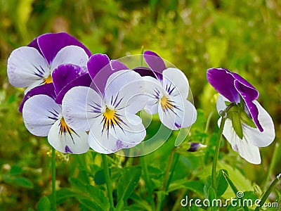 white- and purple pansy flowers with green grass background Stock Photo