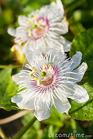 White Purple Passion Flower Stock Photo