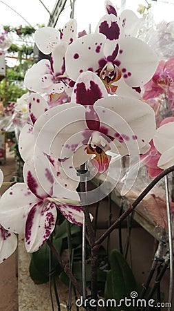 White and Purple Phalaenopsis Orchids Stock Photo