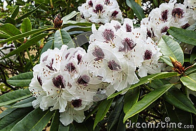 White and purple rhododendron flowers. Stock Photo