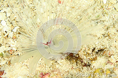 Spiral tube worm Stock Photo