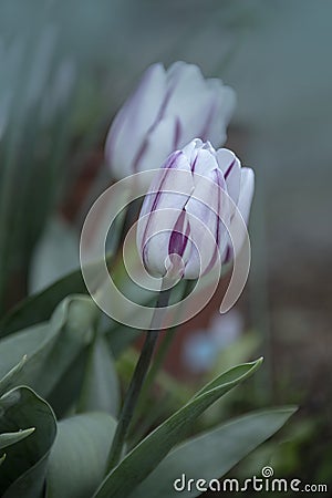 White-purple tulip flower in the springtime garden Stock Photo