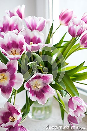 White purple tulips Stock Photo