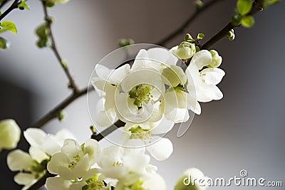 White quince blossoms Stock Photo