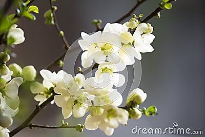 White quince blossoms Stock Photo