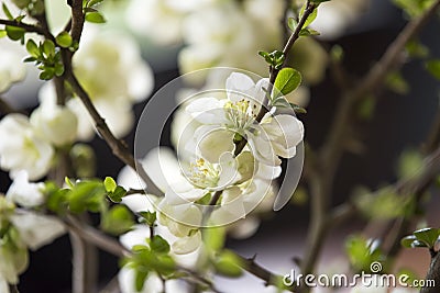 White quince blossoms Stock Photo