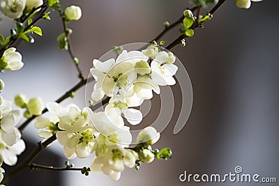 White quince blossoms Stock Photo