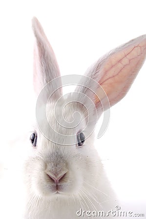 White Rabbit Stock Photo