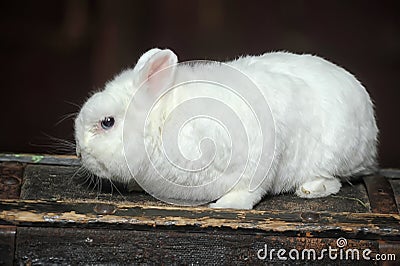 White Rabbit Stock Photo