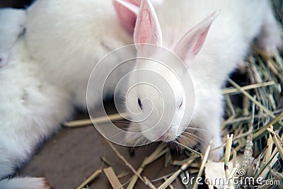 White rabbit. Albino laboratory animal of the domestic rabbit. Stock Photo