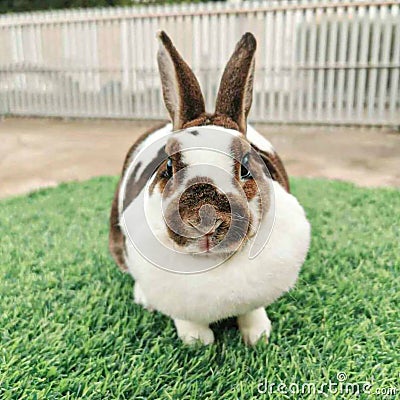 white rabbit, brown rabbit, black rabbit, gray rabbit Stock Photo