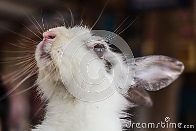 White rabbit closup in summer day Stock Photo