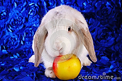 White rabbit eating apple panda hotot pattern lop on blue background Stock Photo