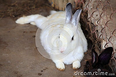 White rabbit on the floor Stock Photo