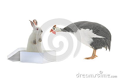 White rabbit and guinea fowls Stock Photo