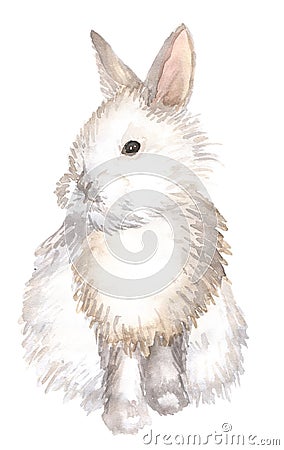 White rabbit isolated Stock Photo