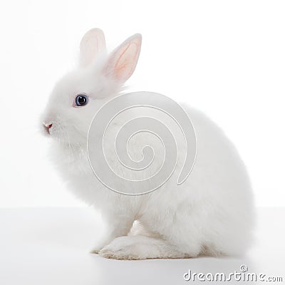 White rabbit isolated on white Stock Photo