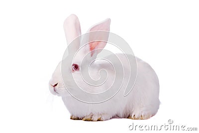 White rabbit isolated on white Stock Photo