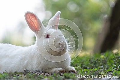 White rabbit outdoors.Close up bunny rabbit in agriculture farm.Rabbits are small mammals in the family Leporidae Stock Photo