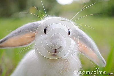 White rabbit Stock Photo
