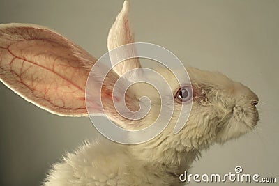 White rabbit portrait Stock Photo