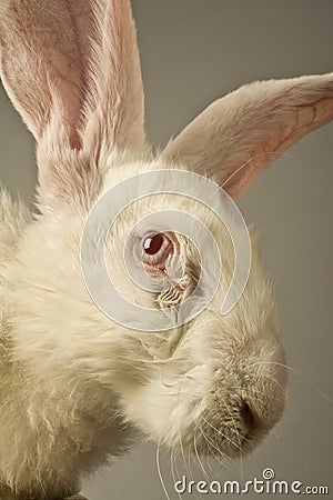 White rabbit portrait Stock Photo