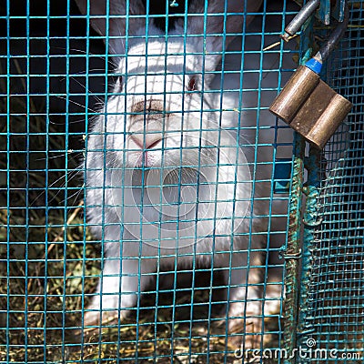 White rabbit sits in a cage Stock Photo