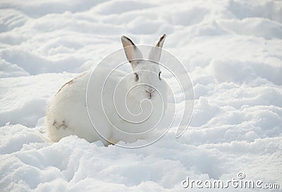 White rabbit in snow Stock Photo