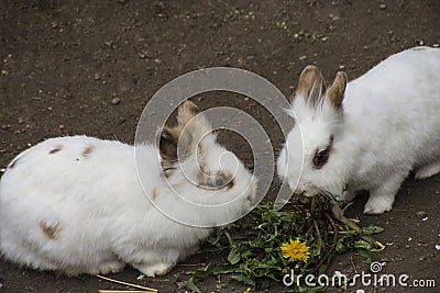 White rabbits eating in the zoo Stock Photo