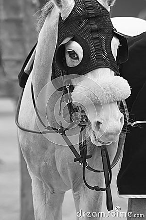 White race horse head with blinkers. Paddock area. Stock Photo