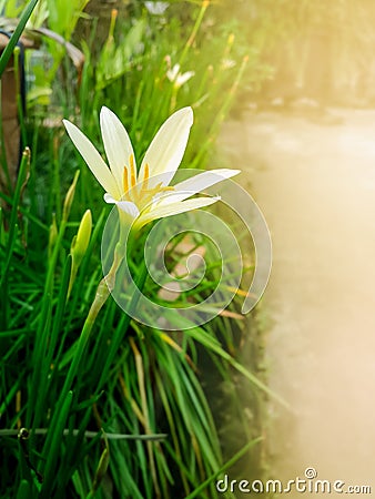 White rain lily flower with green leaves and buds Stock Photo