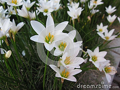 White rain lily or Zephyranthes candida flowers. Stock Photo