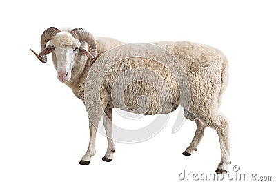 White ram isolated Stock Photo