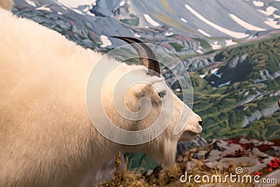 White Ram Over Mountains Stock Photo